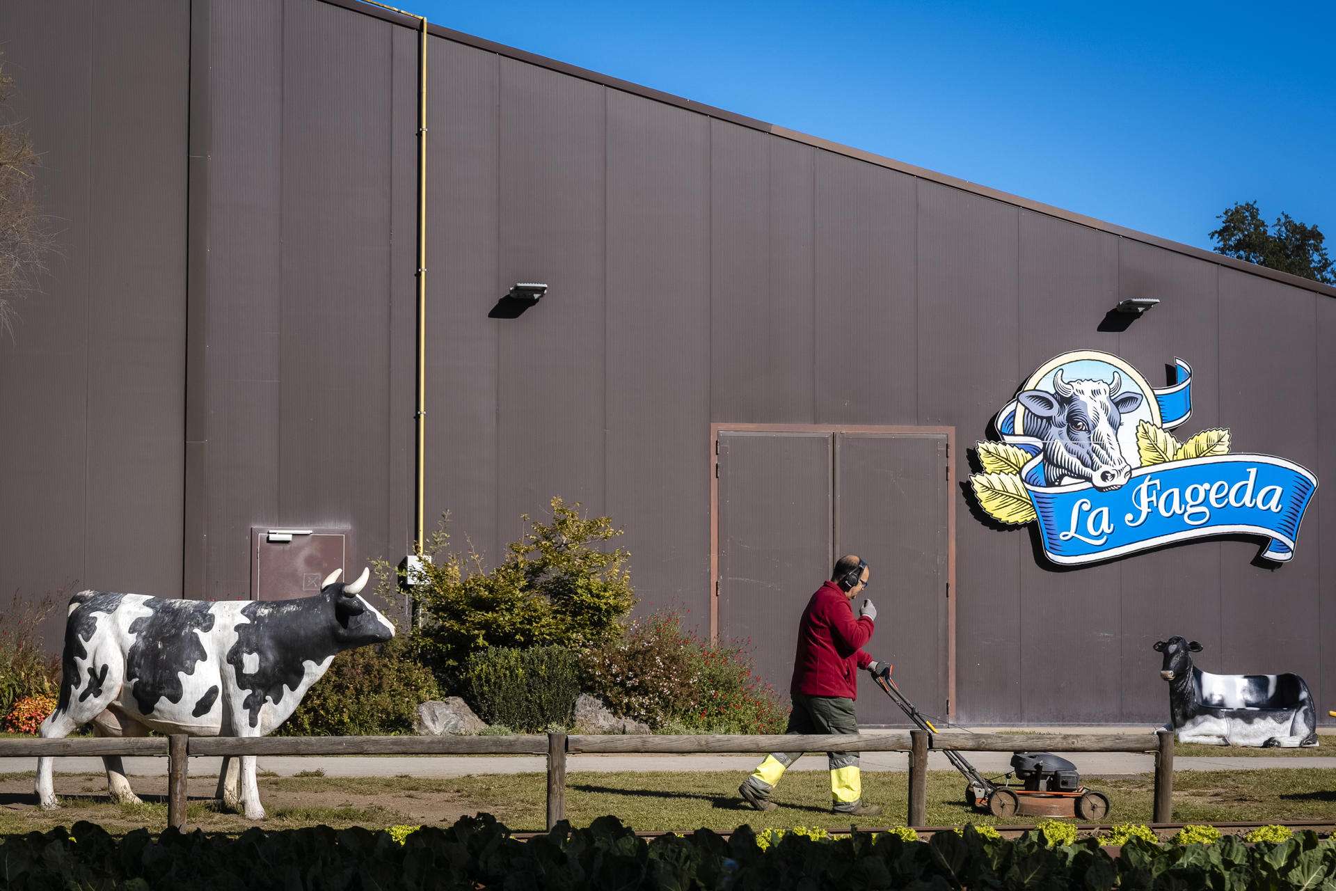 El estudio médico realizado a la catalana Maria Branyas, que falleció en 2024 a los 117 años, cita entre sus hábitos saludables el de comerse cada día un yogur, en su caso de la cooperativa La Fageda, que vuelca su actividad en la integración de personas vulnerables y que ha recibido peticiones de diferentes partes del mundo tras conocerse el dato vinculado a la longevidad. EFE/David Borrat.