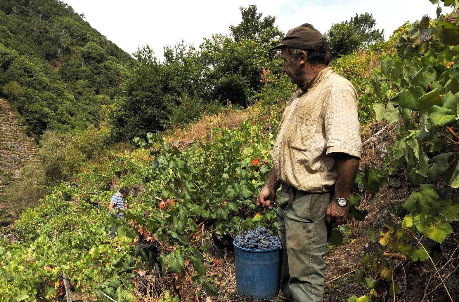Avanza la vendimia en Ribeira Sacra: 26 bodegas han recogida más de 300.000 kilos de uva