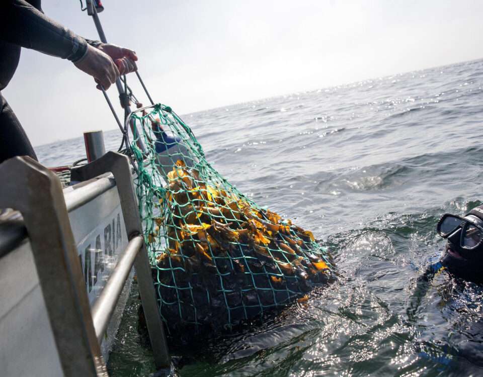 SANTIAGO DE COMPOSTELA, 08/11/2025.- Trabajos de recolección de algas en aguas gallegas. Galicia no tiene la huerta más productiva de España, excepto si se mira bajo el mar: es líder indiscutible en algas, un recurso que ha pasado de cubrir las playas a revolucionar la cocina y estar cada vez más valorado en la cosmética o la nutrición. La comunidad es líder indiscutible en España y en 2024 se subastaron 551.831 kilos de este "tesoro verde" en las lonjas gallegas, más de un 20 % por encima del dato de hace una década. Wakame, lechuga de mar, kombu, espagueti de mar o codium están entre las especies más vendidas de las rías gallegas, donde crece el número de mariscadoras que buscan en ellas una fuente de ingresos complementaria ante la crisis productiva del marisqueo. EFE/ Algamar/Jose Coira *****SOLO USO EDITORIAL/SOLO DISPONIBLE PARA ILUSTRAR LA NOTICIA QUE ACOMPAÑA (CRÉDITO OBLIGATORIO) *****